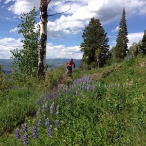 Government Trail - Aspen Photographers