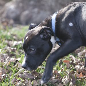 Photo of puppy.