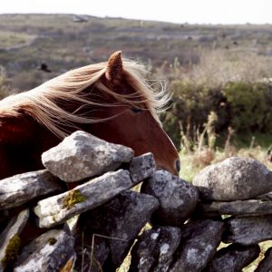 Irish Pony